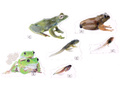 Набор магнитных карточек Метаморфозы лягушки (к плакату Водоём, тема 5)