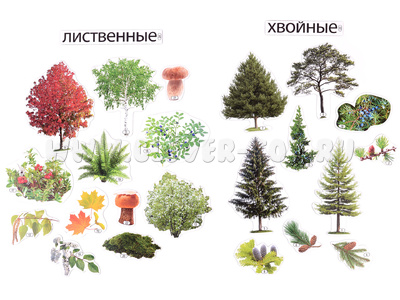 Набор магнитных карточек Лиственные и хвойные деревья (к плакату Лес, тема 1)