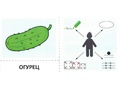 Набор карточек с рисунками. Речевые карточки. Описательные загадки. Овощи