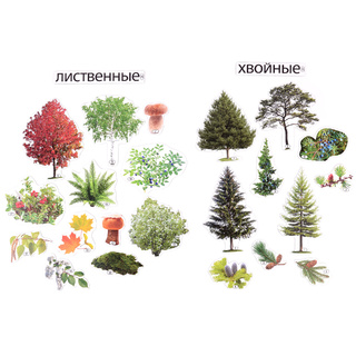 Набор магнитных карточек Лиственные и хвойные деревья (к плакату Лес, тема 1)